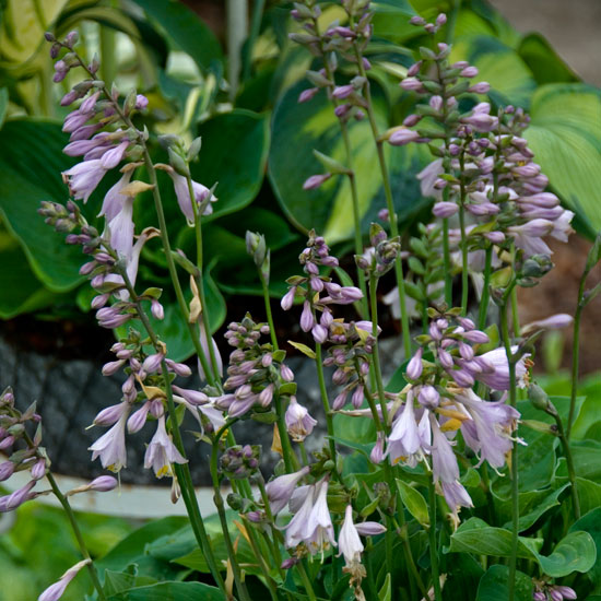 Stimulate your senses | Hostas | In season | Garden idea | Homes & Gardens | Housetohome | PHOTOGALLERY