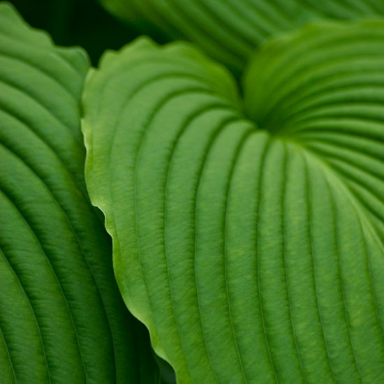 Place pots in a shaded spot | Hostas | In season | Garden idea | Homes & Gardens | Housetohome | PHOTOGALLERY