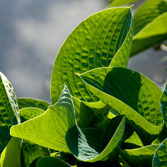Protect beds all year round | Hostas | In season | Garden idea | Homes & Gardens | Housetohome | PHOTOGALLERY