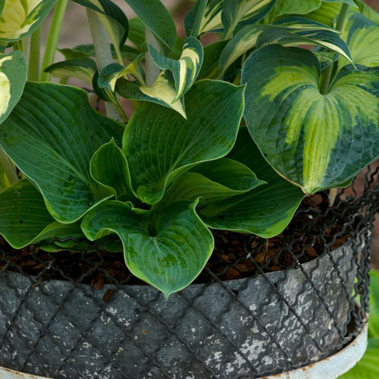 Use planters | Hostas | In season | Garden idea | Homes & Gardens | Housetohome | PHOTOGALLERY