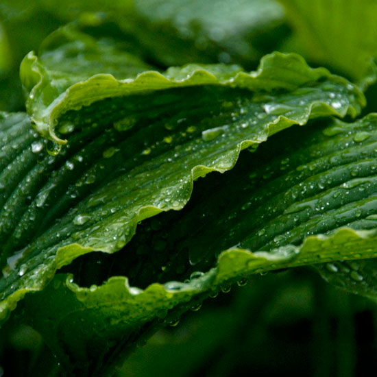 Brighten a shady spot | Hostas | In season | Garden idea | Homes & Gardens | Housetohome | PHOTOGALLERY