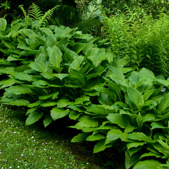 Grow a variety of sizes | Hostas | In season | Garden idea | Homes & Gardens | Housetohome | PHOTOGALLERY