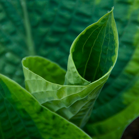 Consider the soil quality | Hostas | In season | Garden idea | Homes & Gardens | Housetohome | PHOTOGALLERY