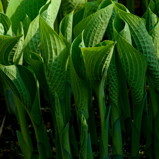 Beware of pests | Hostas | In season | Garden idea | Homes & Gardens | Housetohome | PHOTOGALLERY