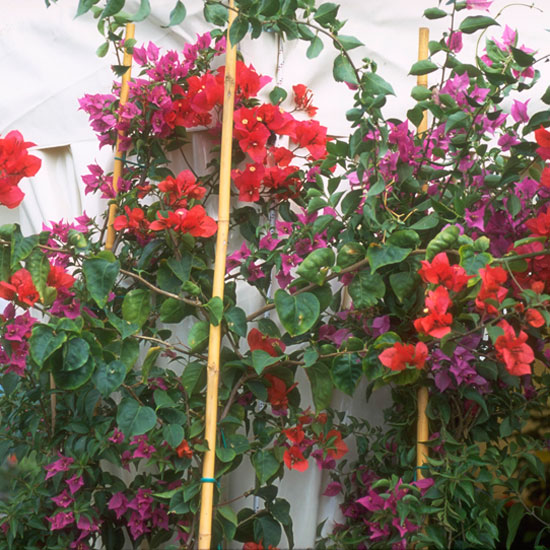 Support young perrenials | Jobs to do in the garden in May | Garden advice | Homes & Gardens | Housetohome | PHOTOGALLERY