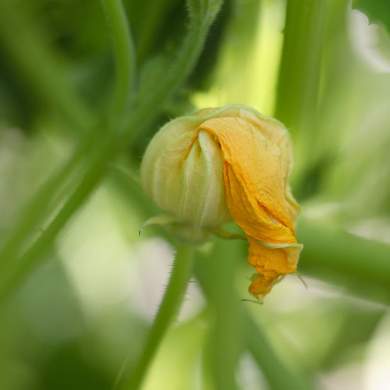 Deal with pests | Jobs to do in the garden in May | Garden advice | Homes & Gardens | Housetohome | PHOTOGALLERY