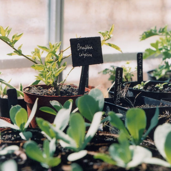 Acclimatise young plants | Jobs to do in the garden in May | Garden advice | Homes & Gardens | Housetohome | PHOTOGALLERY