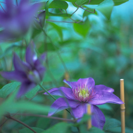 Remember to prune | Jobs to do in the garden in May | Garden advice | Homes & Gardens | Housetohome | PHOTOGALLERY