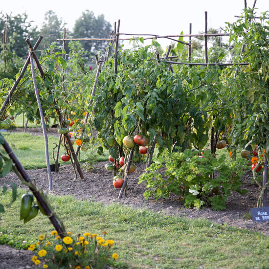 Plant out tomatoes | Jobs to do in the garden in May | Garden advice | Homes & Gardens | Housetohome | PHOTOGALLERY