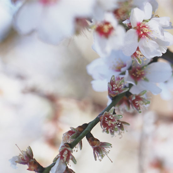 Take care against frost | Jobs to do in the garden in May | Garden advice | Homes & Gardens | Housetohome | PHOTOGALLERY