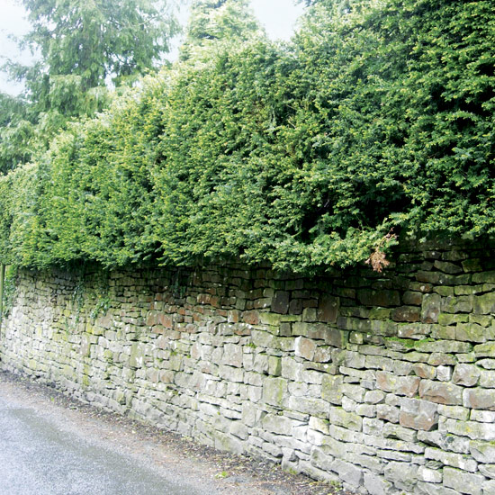 Yew is a good choice of plant for creating a natural soundproof barrier around your garden