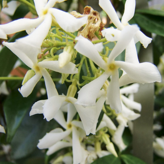 Trachelospermum jasminoides is a good choice for a basement flat garden