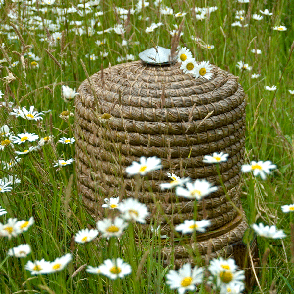 Check for bee swarms | June garden jobs | Gardening ideas | Homes & Gardens | Housetohome | PHOTOGALLERY