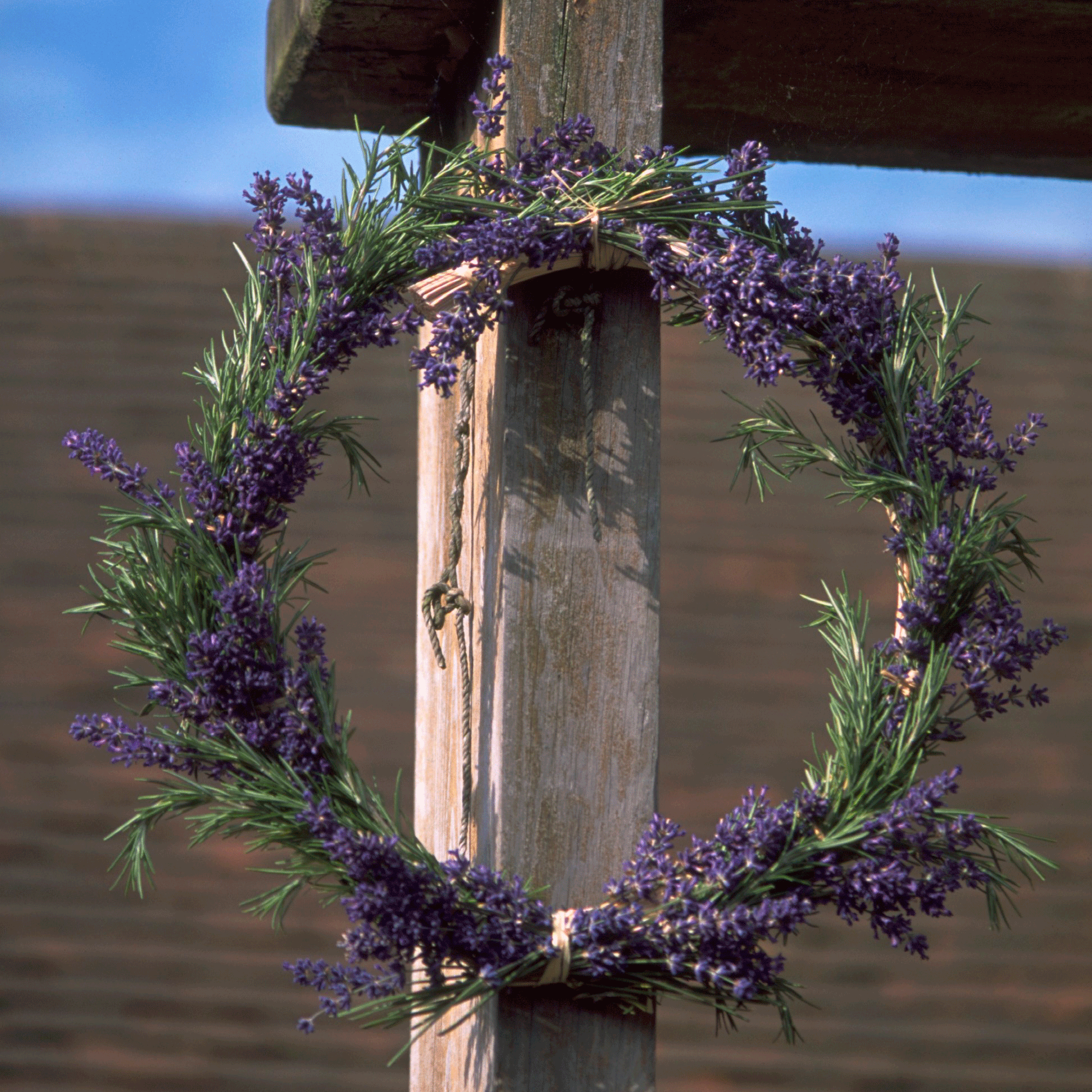 Cut lavender for drying | June garden jobs | Gardening ideas | Homes & Gardens | Housetohome | PHOTOGALLERY