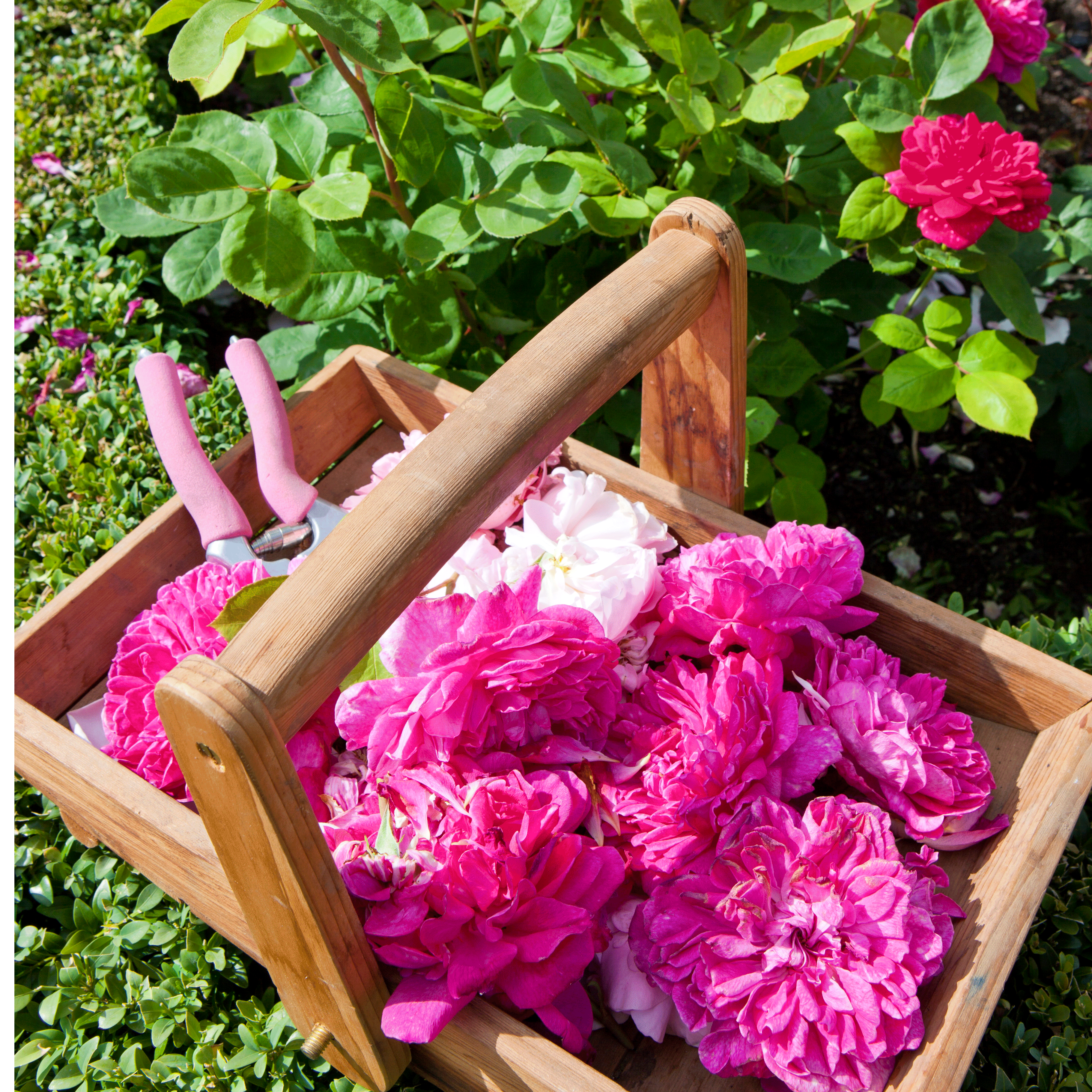 Deadheading and cutting back | June garden jobs | Gardening ideas | Homes & Gardens | Housetohome | PHOTOGALLERY