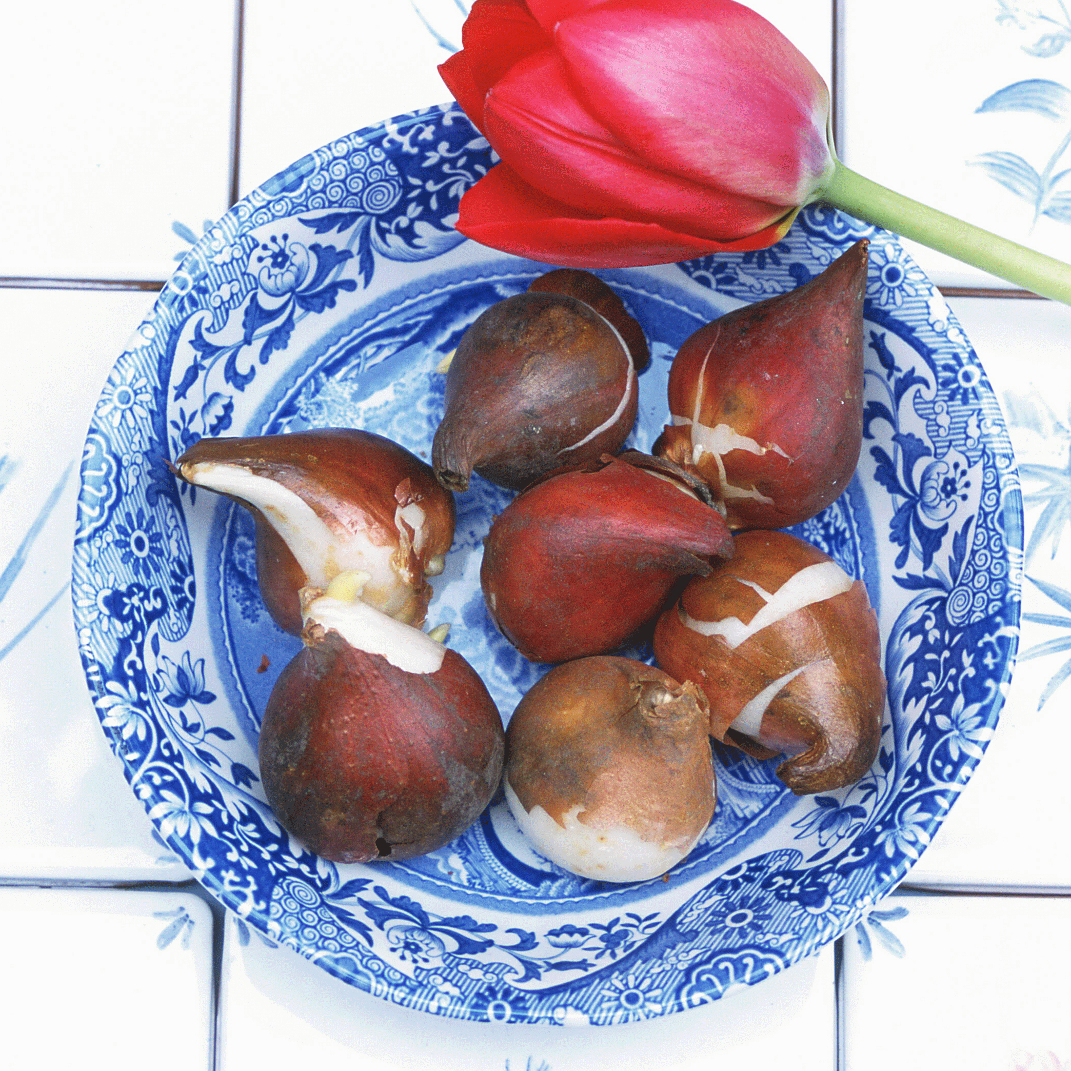 Lift tulip bulbs | June garden jobs | Gardening ideas | Homes & Gardens | Housetohome | PHOTOGALLERY
