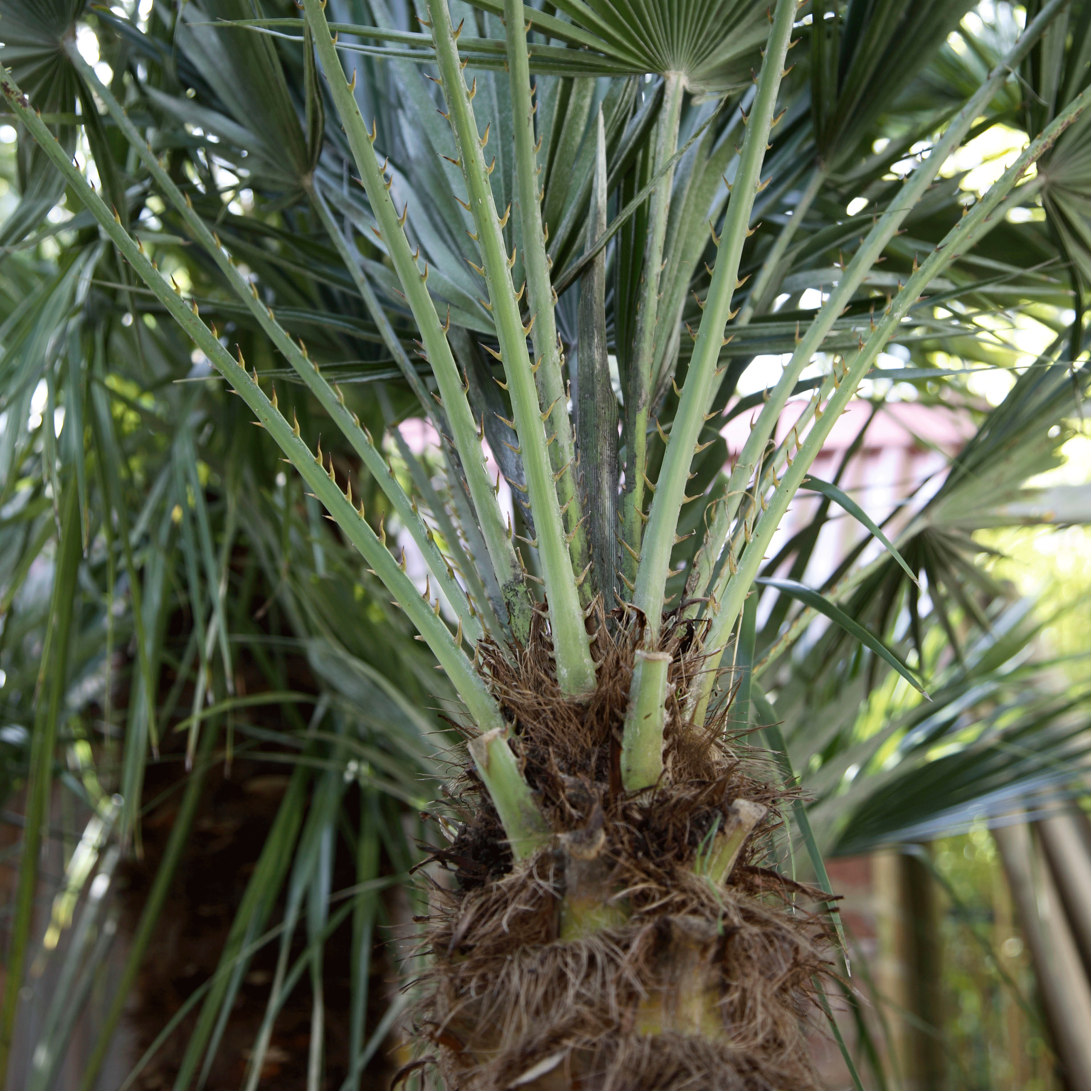 Put out exotics | June garden jobs | Gardening ideas | Homes & Gardens | Housetohome | PHOTOGALLERY