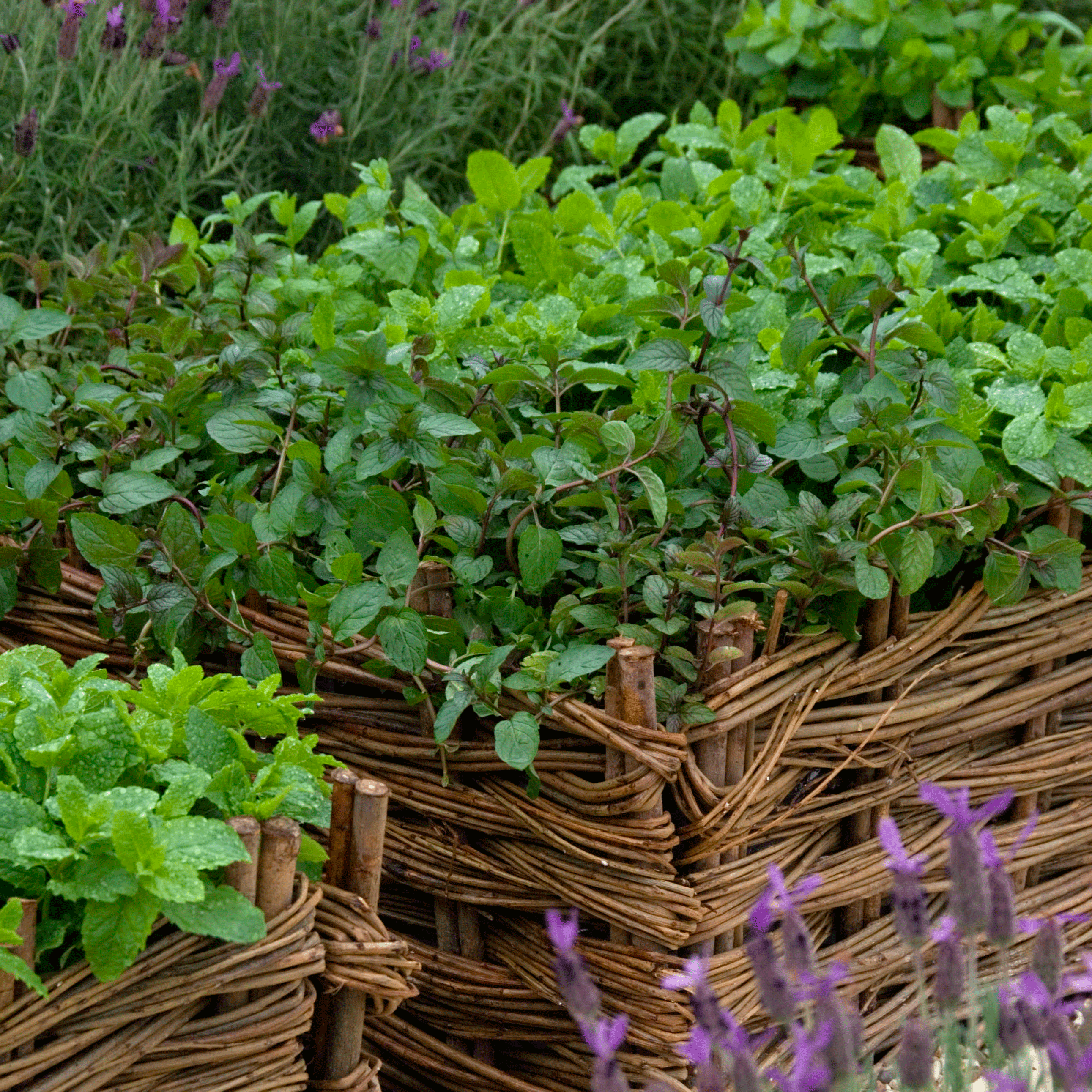 Snip, sow and dry herbs | June garden jobs | Gardening ideas | Homes & Gardens | Housetohome | PHOTOGALLERY