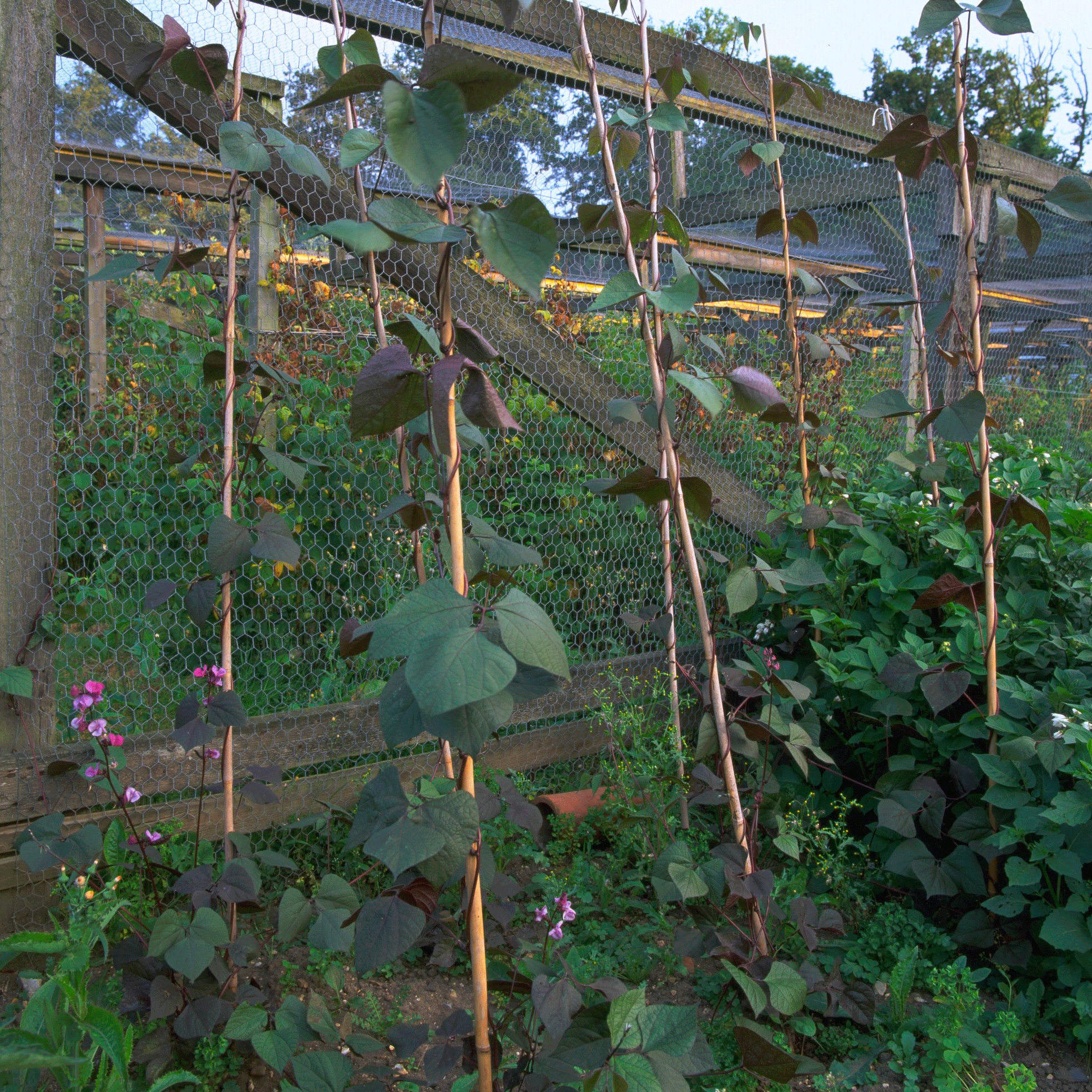 Stake and support climbers | June garden jobs | Gardening ideas | Homes & Gardens | Housetohome | PHOTOGALLERY