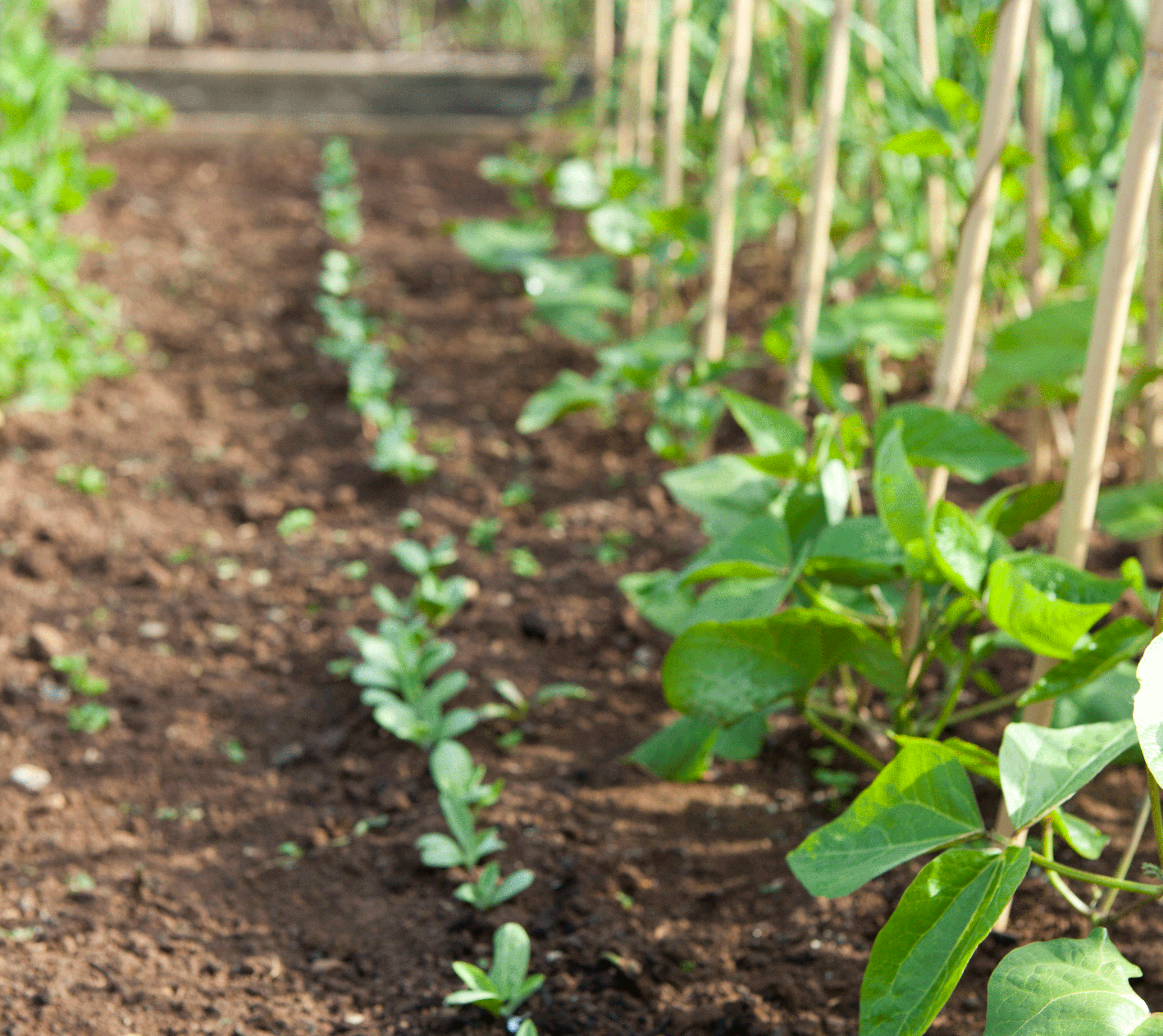 Transplant winter crop seedlings | June garden jobs | Gardening ideas | Homes & Gardens | Housetohome | PHOTOGALLERY
