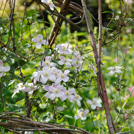 Stimulate your senses Stimulate your senses | In season: clematis | Garden idea | Homes & Gardens | Housetohome | PHOTOGALLERY