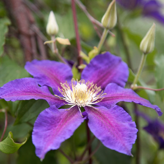 Nurture and nourish Nurture and nourish | In season: clematis | Garden idea | Homes & Gardens | Housetohome | PHOTOGALLERY
