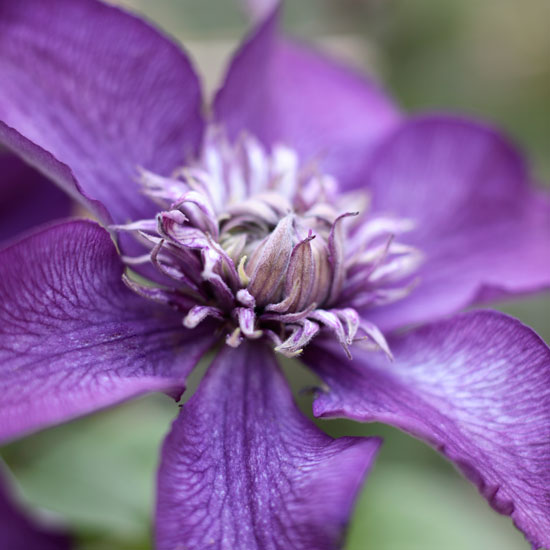 Enjoy throughout the year Enjoy throughout the year | In season: clematis | Garden idea | Homes & Gardens | Housetohome | PHOTOGALLERY