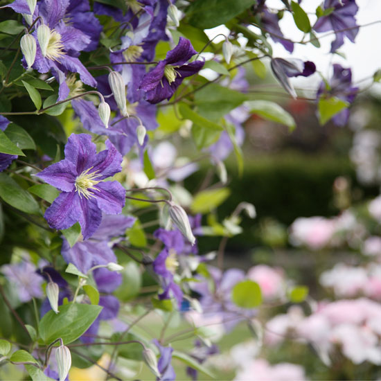 How to plant How to plant | In season: clematis | Garden idea | Homes & Gardens | Housetohome | PHOTOGALLERY