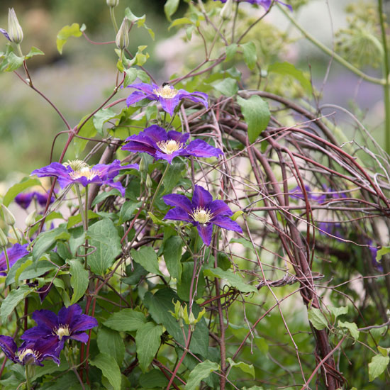 Grow in abundance Grow in abundance | In season: clematis | Garden idea | Homes & Gardens | Housetohome | PHOTOGALLERY