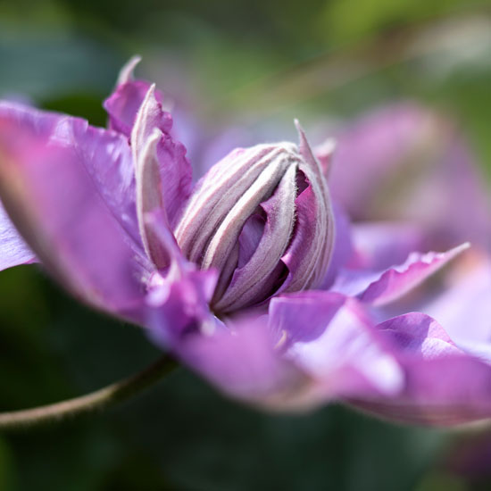 Watch out for pests Watch out for pests | In season: clematis | Garden idea | Homes & Gardens | Housetohome | PHOTOGALLERY