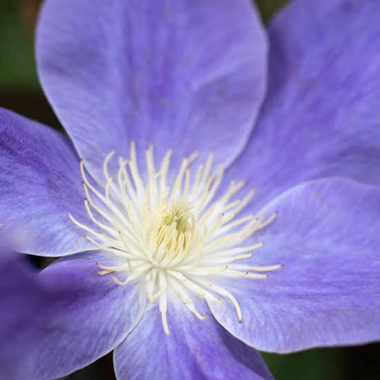Surround with complementing flowers Surround with complementing flowers | In season: clematis | Garden idea | Homes & Gardens | Housetohome | PHOTOGALLERY