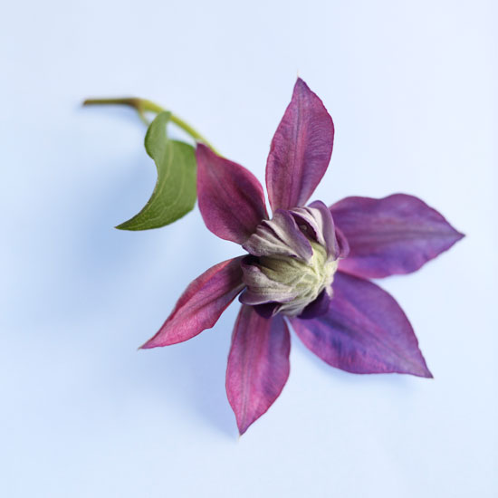 Where to see Where to see | In season: clematis | Garden idea | Homes & Gardens | Housetohome | PHOTOGALLERY