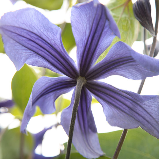 Provide plenty of support Provide plenty of support | In season: clematis | Garden idea | Homes & Gardens | Housetohome | PHOTOGALLERY