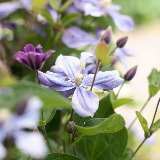 Plant a herbaceous border Plant a herbaceous border | In season: clematis | Garden idea | Homes & Gardens | Housetohome | PHOTOGALLERY