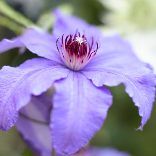 Where to buy Where to buy | In season: clematis | Garden idea | Homes & Gardens | Housetohome | PHOTOGALLERY