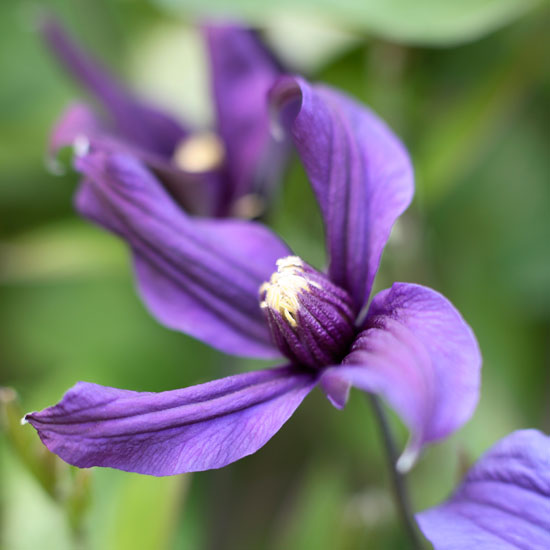 Make use of planters Make use of planters | In season: clematis | Garden idea | Homes & Gardens | Housetohome | PHOTOGALLERY