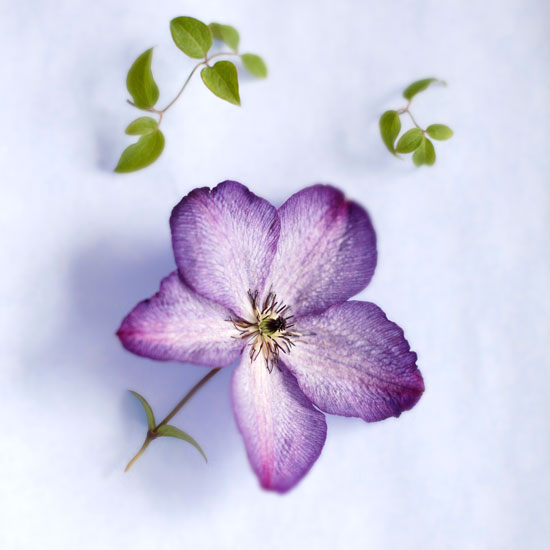 Remember to prune Remember to prune | In season: clematis | Garden idea | Homes & Gardens | Housetohome | PHOTOGALLERY
