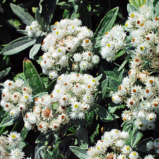 Anaphalis margaritacea | Silver foliage | Garden idea | Homes & Gardens | Housetohome | PHOTOGALLERY