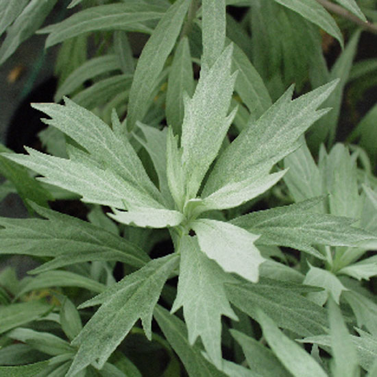 Artemisia ludoviciana 'Valerie Finnis' | Silver foliage | Garden idea | Homes & Gardens | Housetohome | PHOTOGALLERY