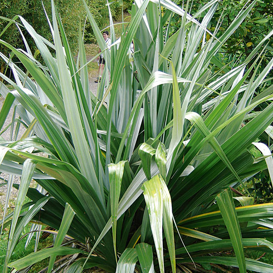 Astelia chathamica 'Silver Spear' | Silver foliage | Garden idea | Homes & Gardens | Housetohome | PHOTOGALLERY
