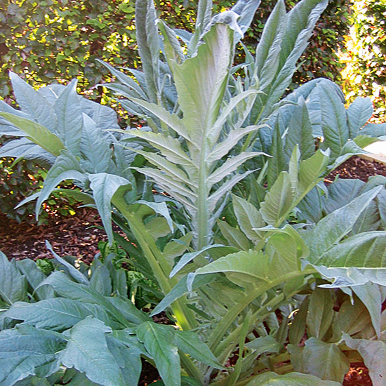 Cynara cardunculus | Silver foliage | Garden idea | Homes & Gardens | Housetohome | PHOTOGALLERY