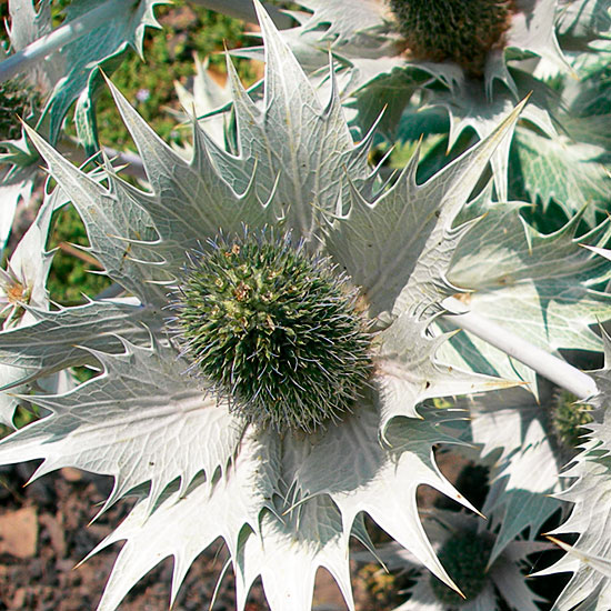 Eryngium giganteum 'Silver Ghost' | Silver foliage | Garden idea | Homes & Gardens | Housetohome | PHOTOGALLERY