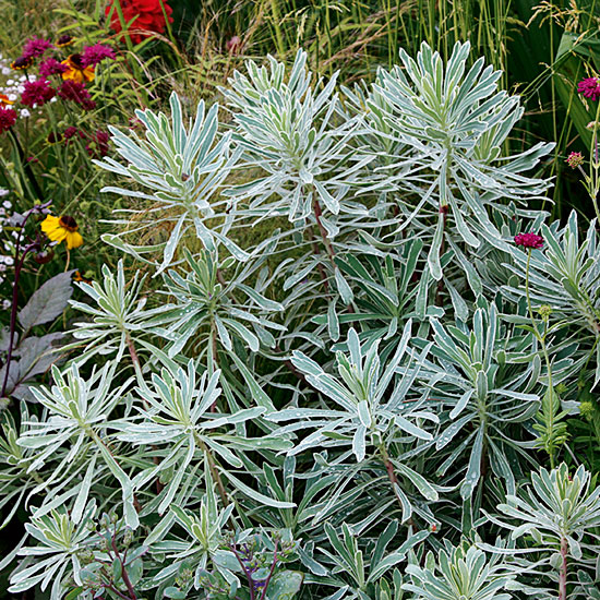 Euphorbia characias 'Silver Swan' | Silver foliage | Garden idea | Homes & Gardens | Housetohome | PHOTOGALLERY
