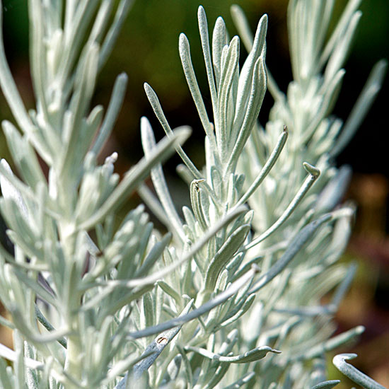 Helichrysum italicum 'Korma' | Silver foliage | Garden idea | Homes & Gardens | Housetohome | PHOTOGALLERY