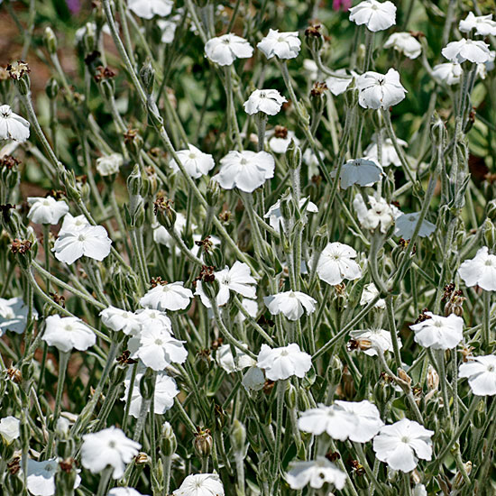 Lychnis coronaria 'Alba' | Silver foliage | Garden idea | Homes & Gardens | Housetohome | PHOTOGALLERY