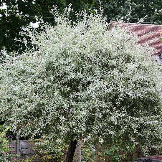 Pyrus salicifolia 'Pendula' | Silver foliage | Garden idea | Homes & Gardens | Housetohome | PHOTOGALLERY