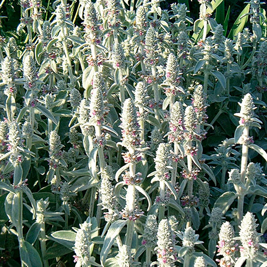 Stachys byzantina | Silver foliage | Garden idea | Homes & Gardens | Housetohome | PHOTOGALLERY
