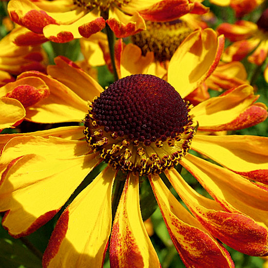 Helenium 'Rauchtopas' | Heleniums | Garden plant idea | Homes & Gardens | Housetohome | PHOTOGALLERY