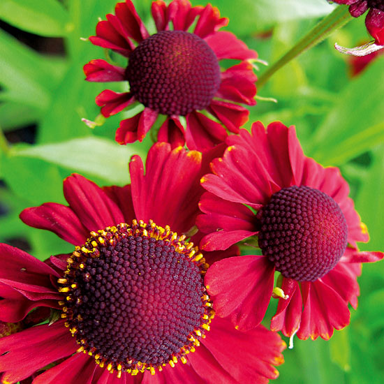 Helenium 'Red Jewel' | Heleniums | Garden plant idea | Homes & Gardens | Housetohome | PHOTOGALLERY