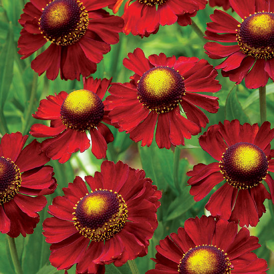 Helenium 'Ruby Tuesday' | Heleniums | Garden plant idea | Homes & Gardens | Housetohome | PHOTOGALLERY
